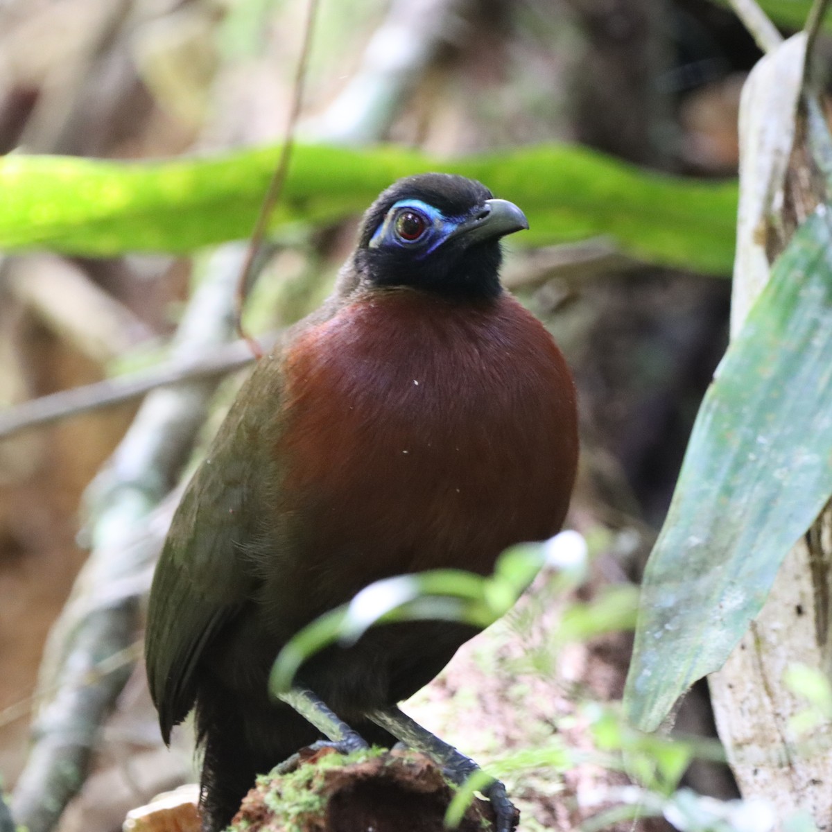 rødbrystkoa - ML643988732