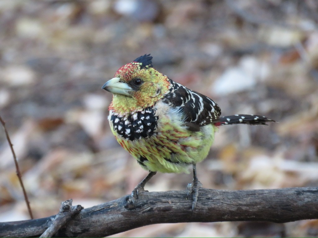 Crested Barbet - ML643988735