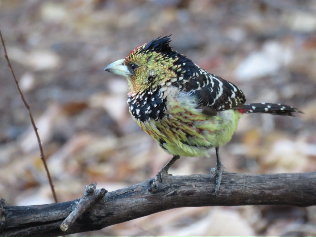 Crested Barbet - ML643988736