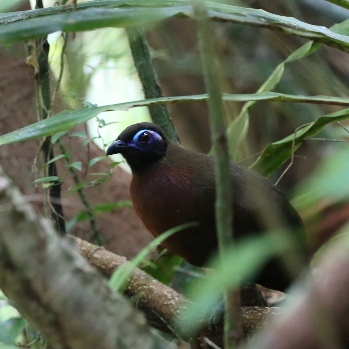 rødbrystkoa - ML643988745