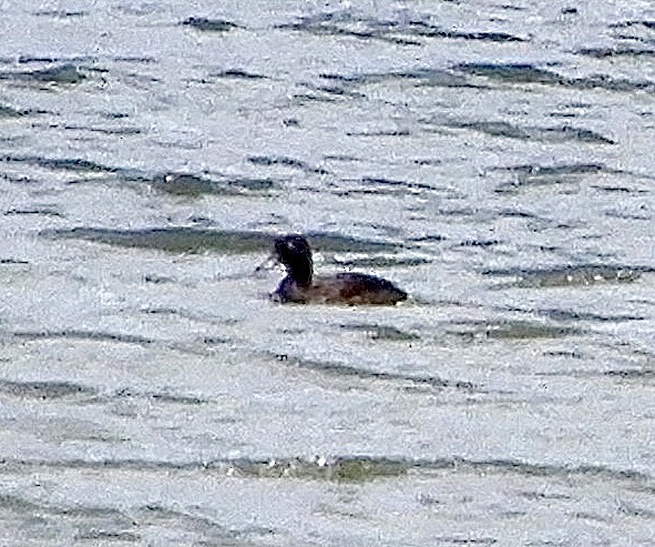 Madagascar Pochard - ML643988746