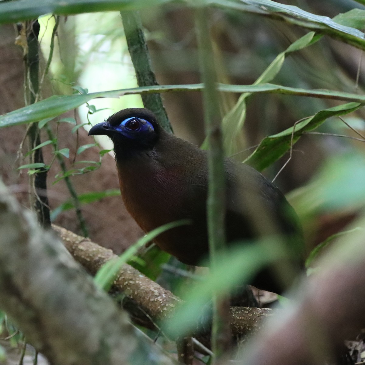 rødbrystkoa - ML643988750