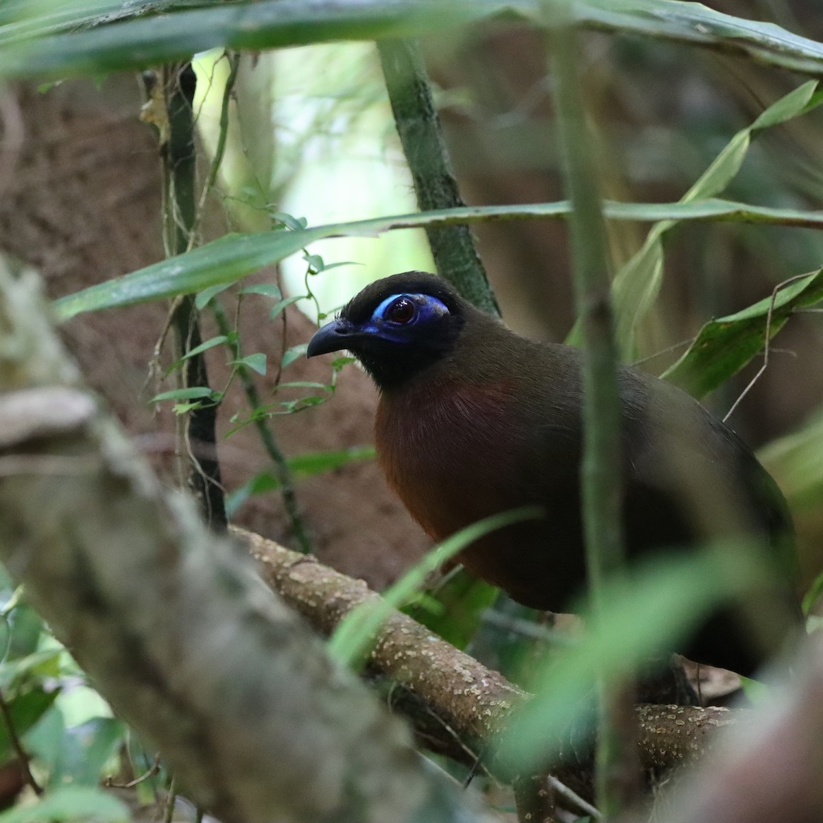 rødbrystkoa - ML643988755