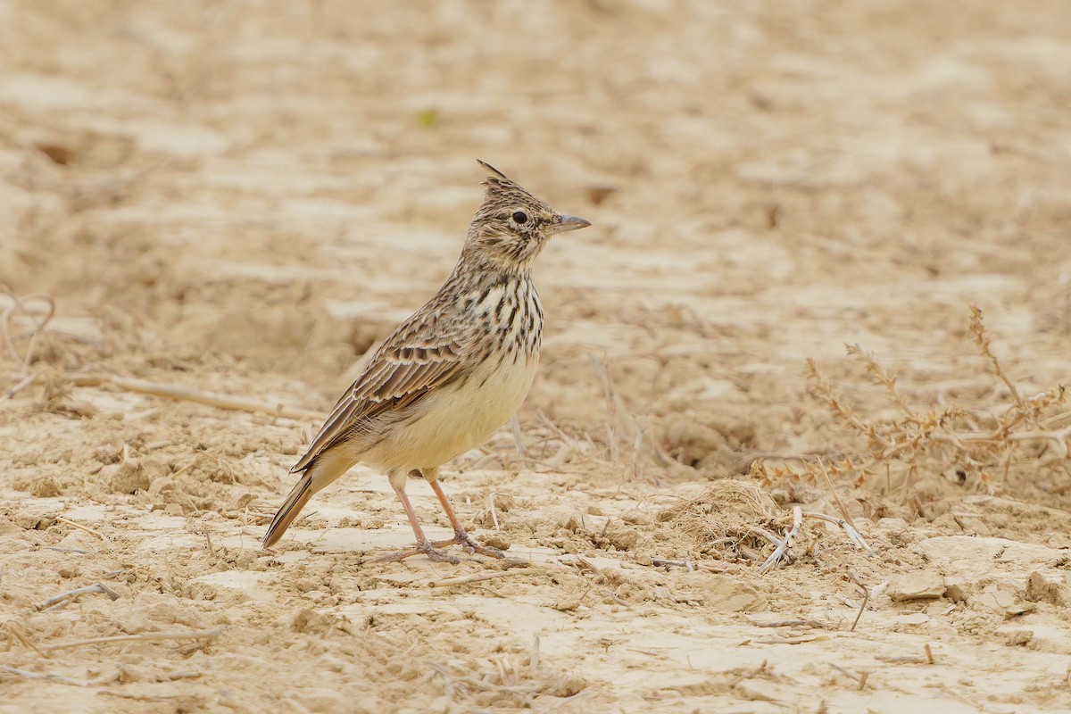 Thekla's Lark - ML643988756