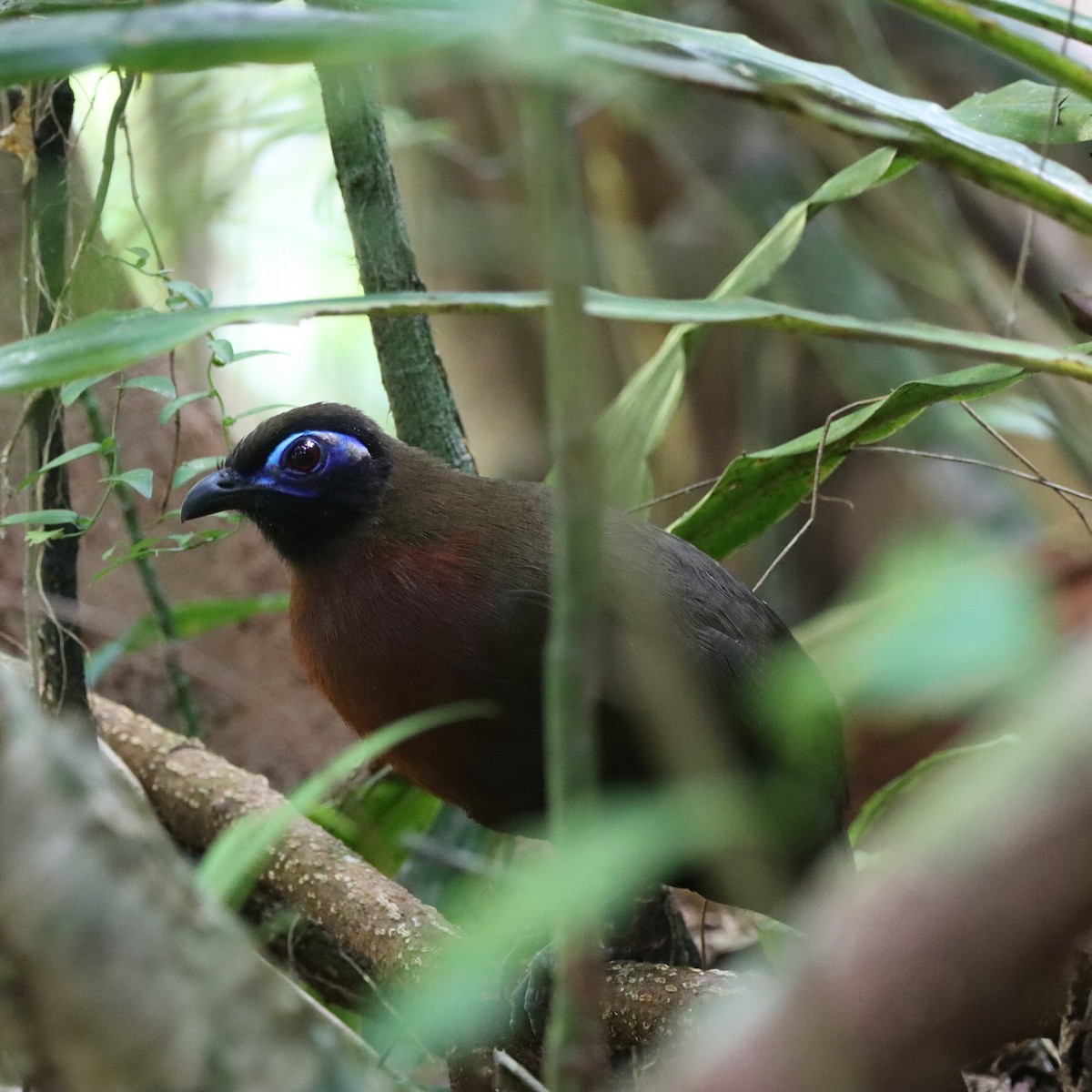 rødbrystkoa - ML643988760