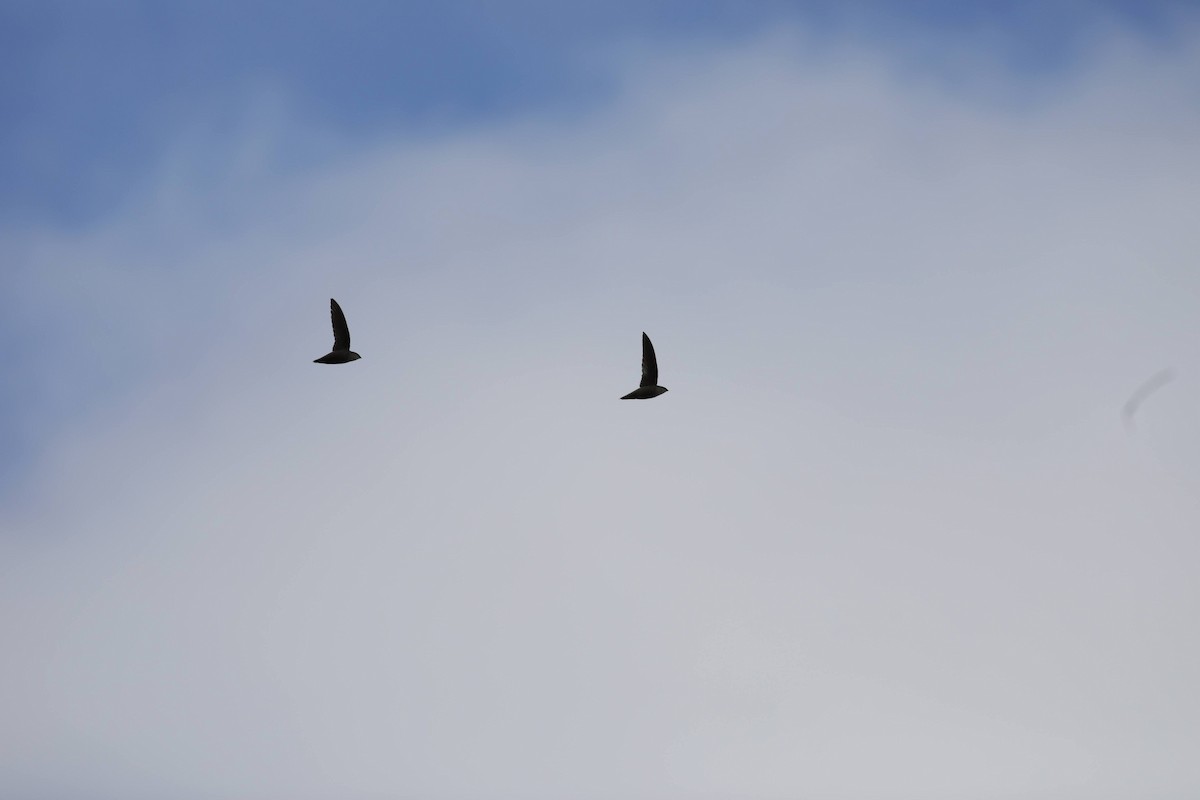 Vencejo de Chimenea - ML643988763