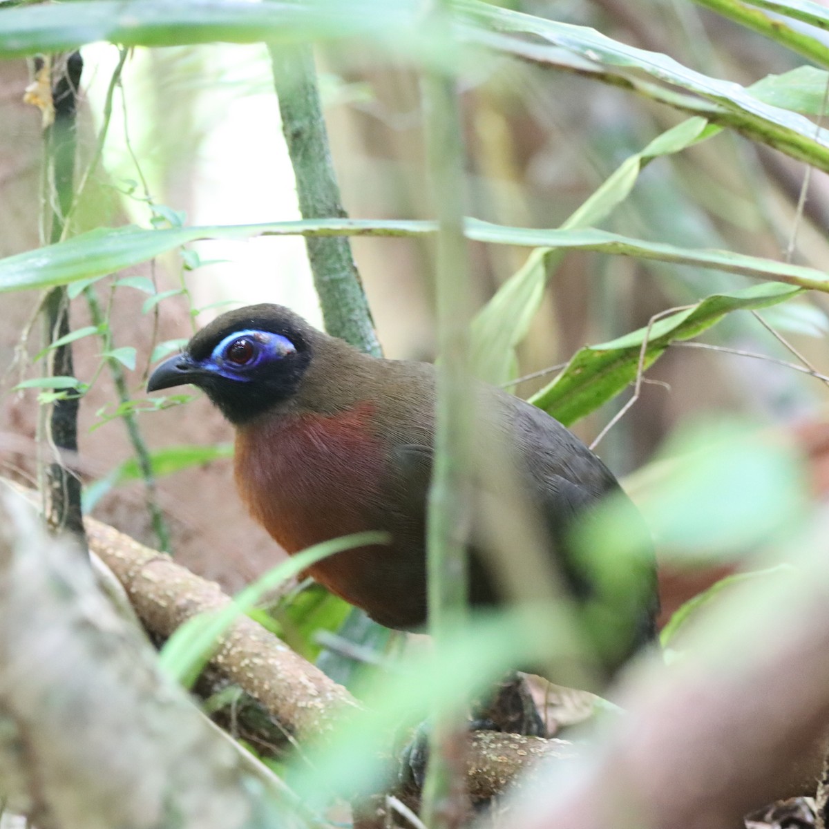 rødbrystkoa - ML643988767