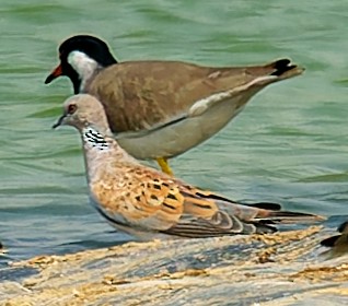 European Turtle-Dove - ML643988769