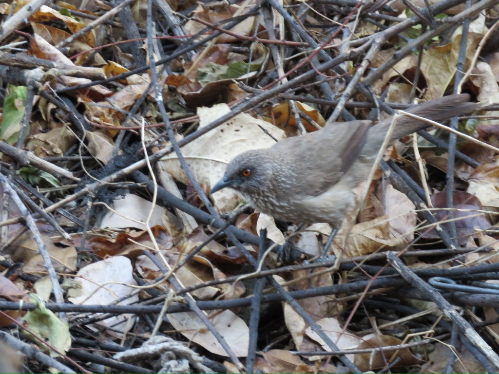 Arrow-marked Babbler - ML643988770