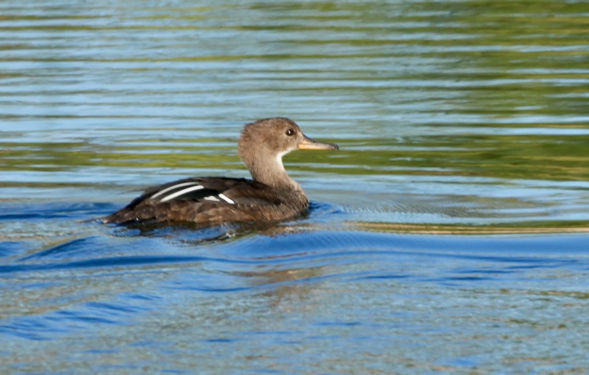 Hooded Merganser - ML643988773