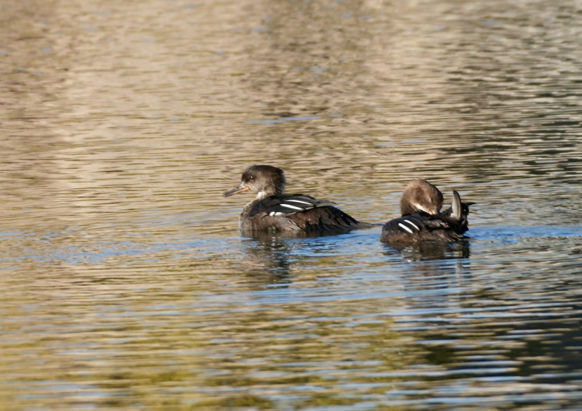 Hooded Merganser - ML643988774