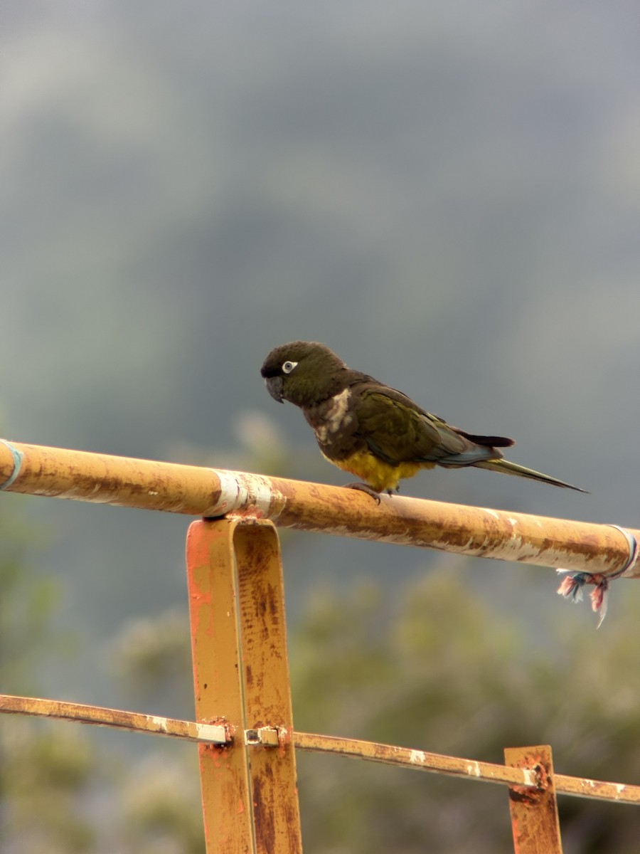 Burrowing Parakeet - ML643988778