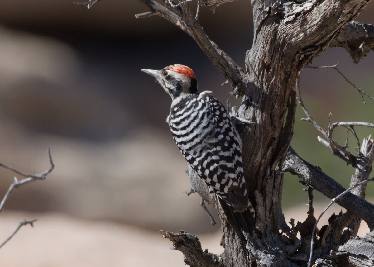 Ladder-backed Woodpecker - ML643988782