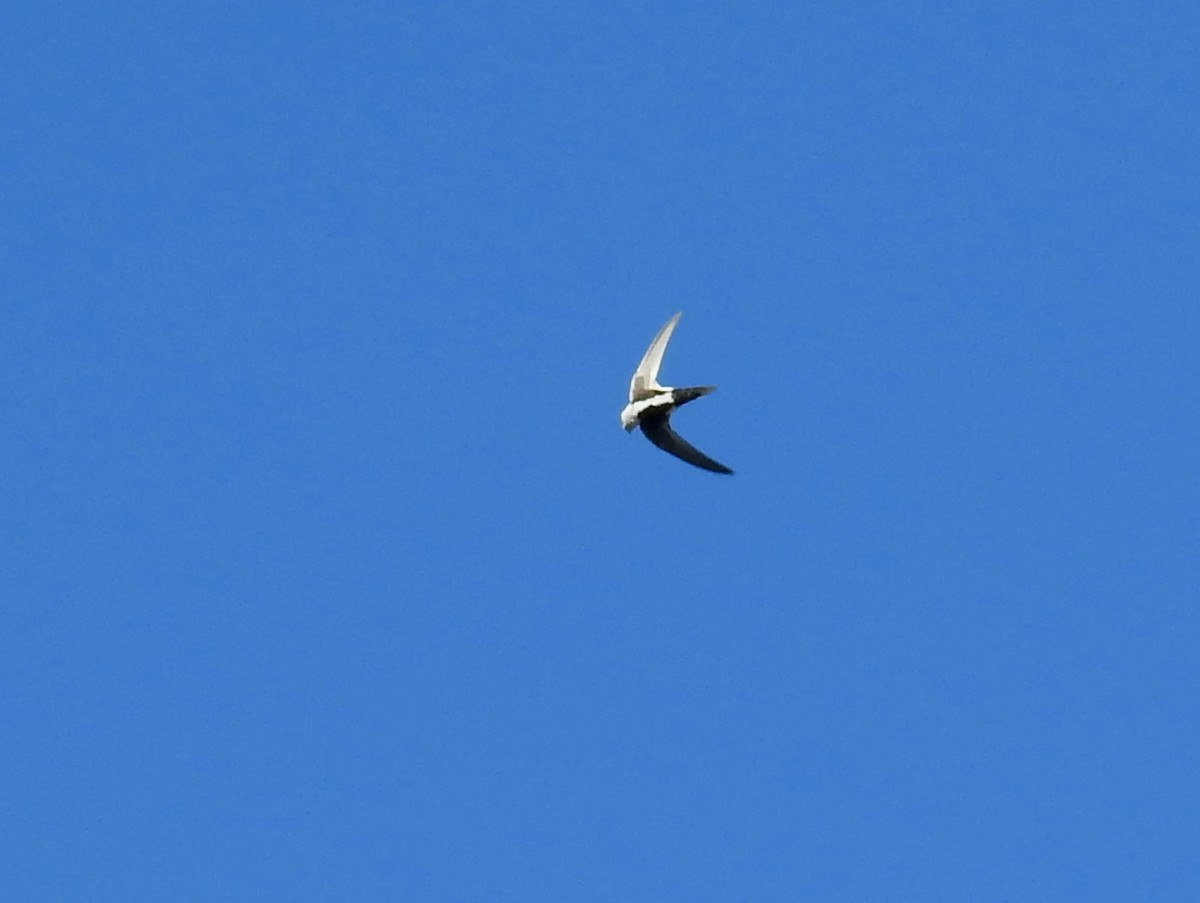 White-throated Swift - ML643988783