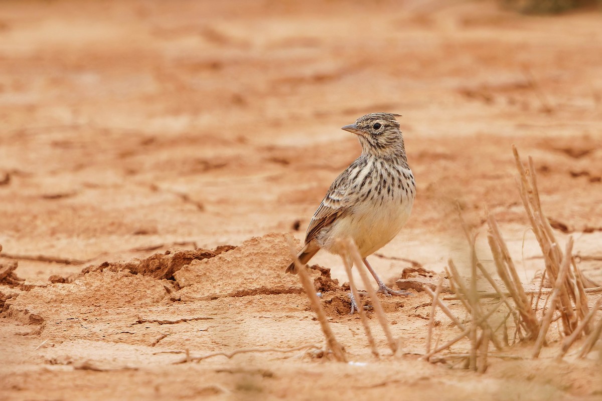 Thekla's Lark - ML643988787