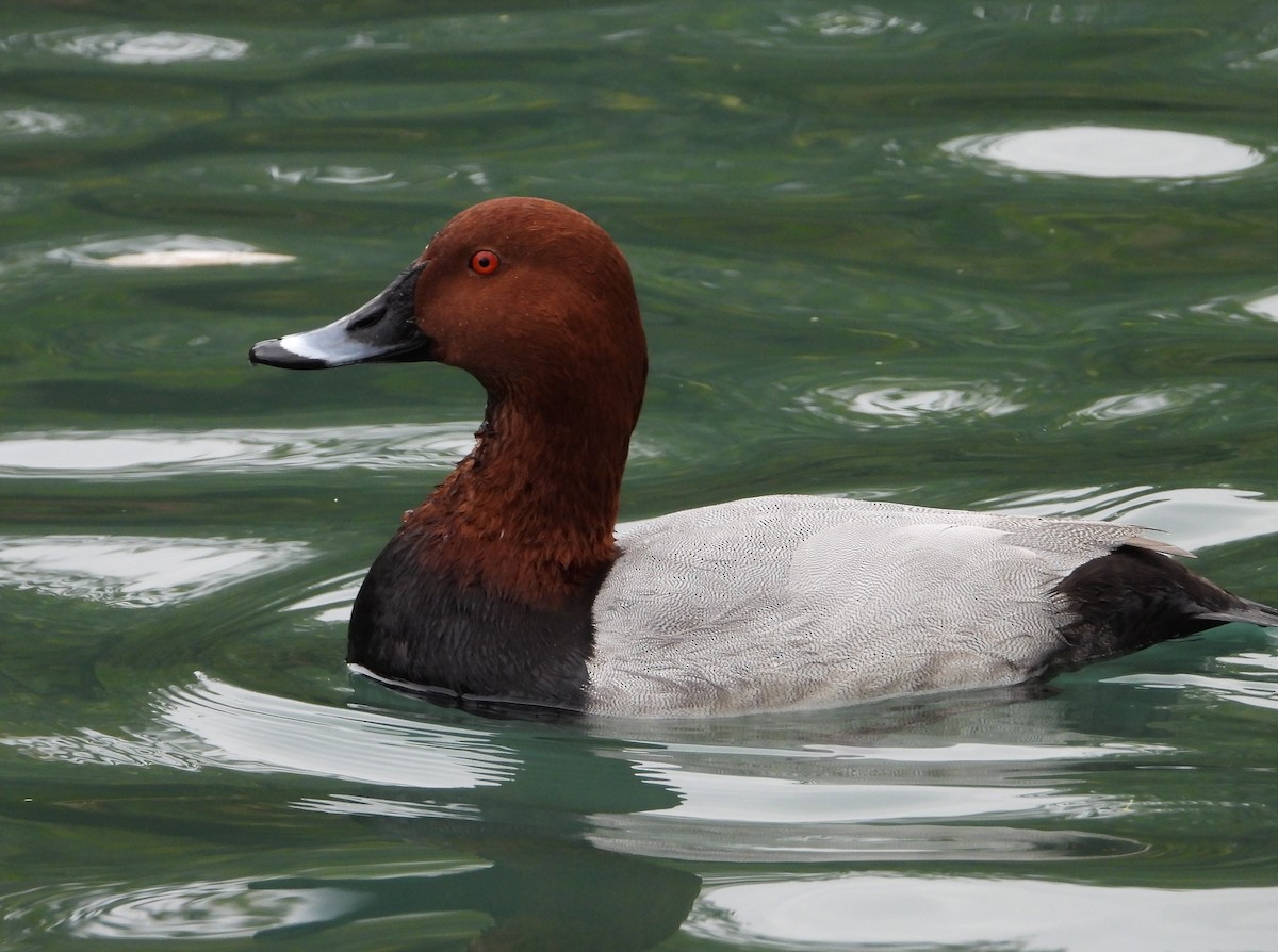Common Pochard - ML643988791