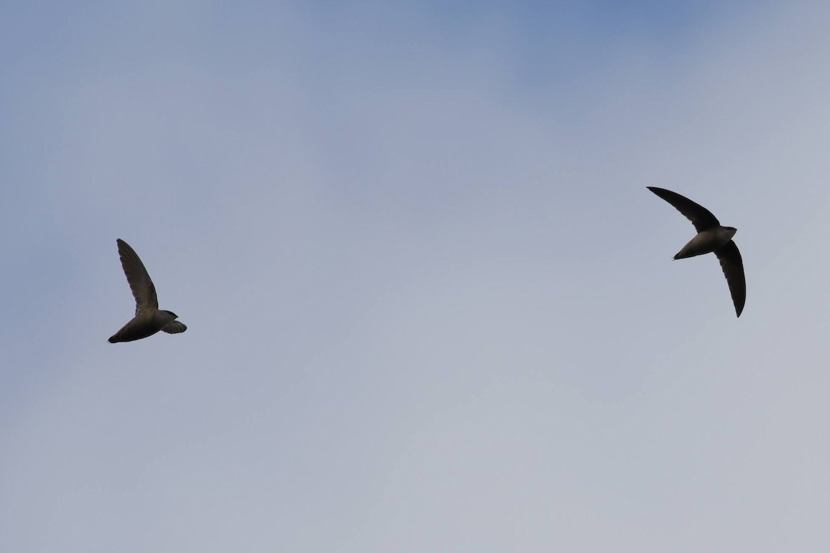 Vencejo de Chimenea - ML643988800