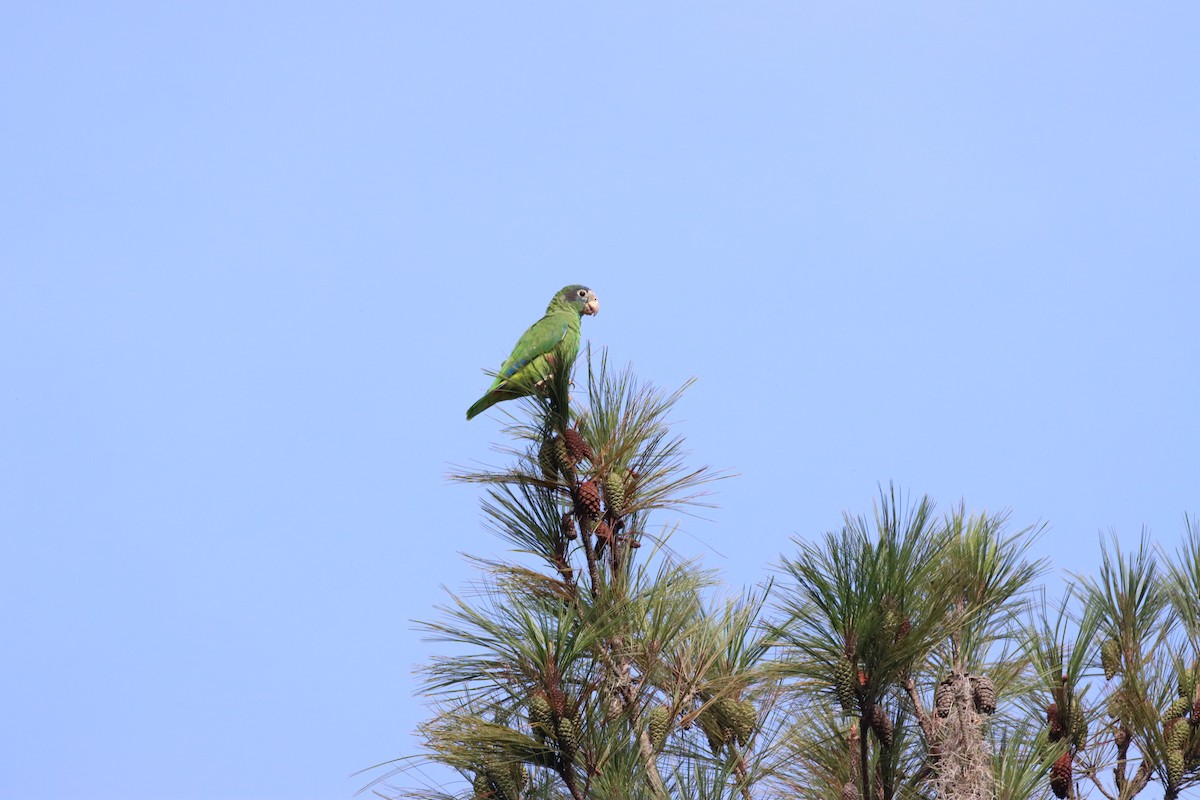 hispaniolaamazon - ML643988823