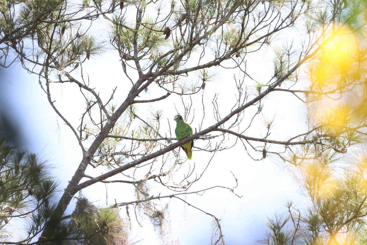 hispaniolaamazon - ML643988824