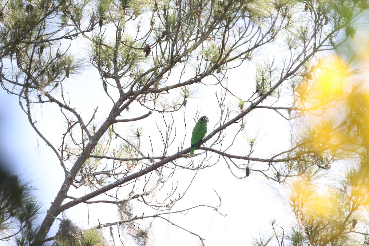 hispaniolaamazon - ML643988825