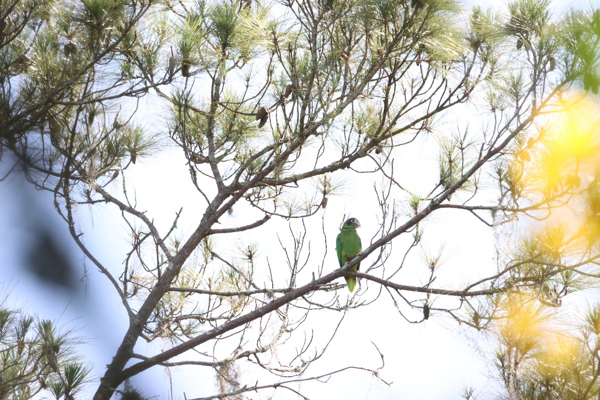 hispaniolaamazon - ML643988826