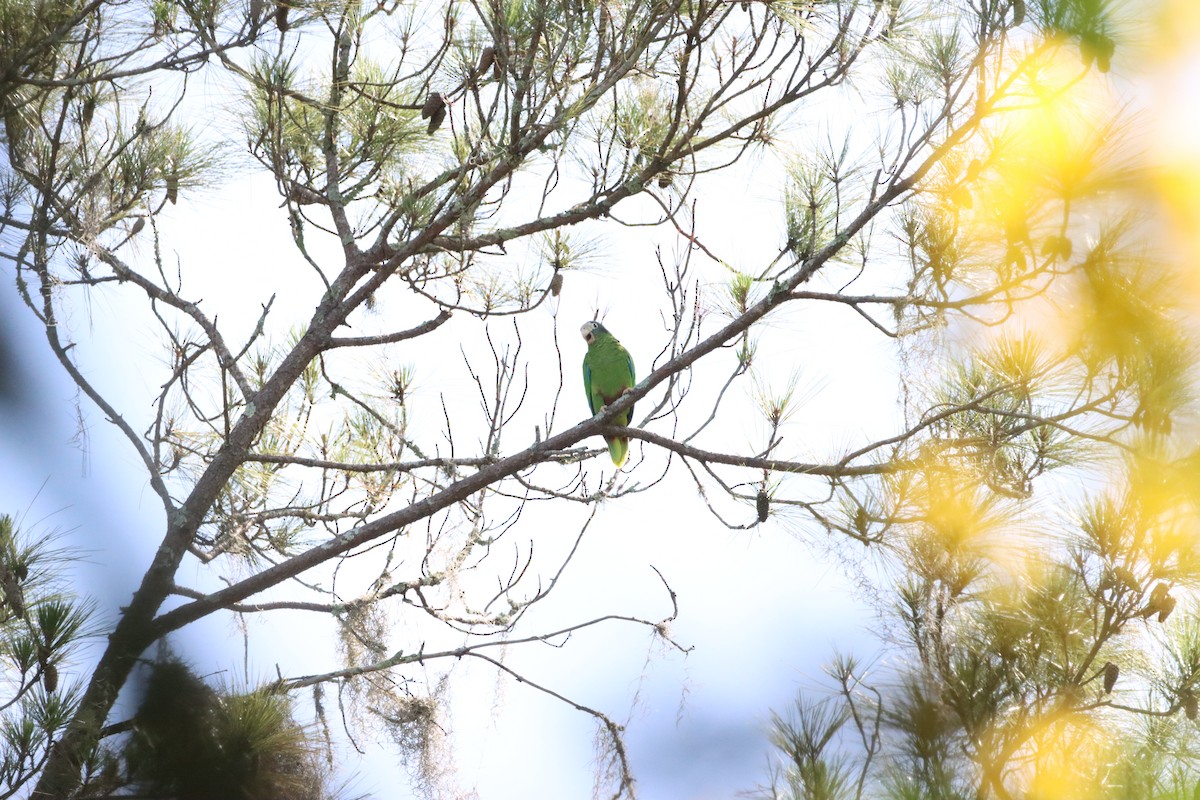 hispaniolaamazon - ML643988827