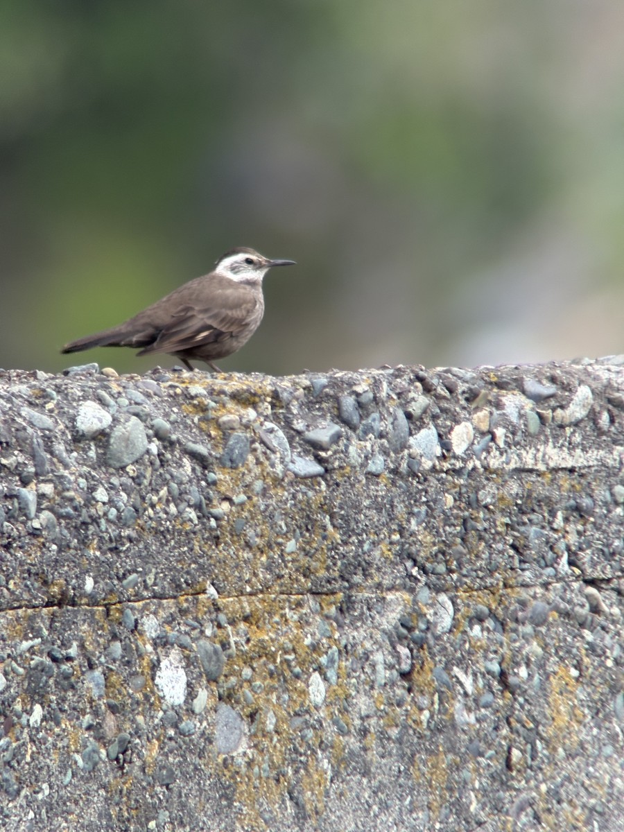 Cinclode à ventre sombre - ML643988833