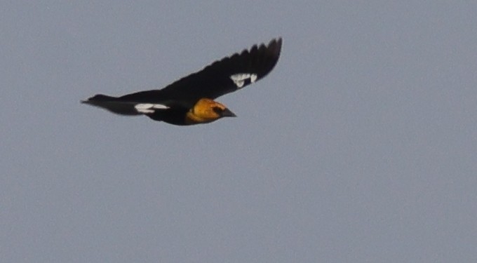 Carouge à tête jaune - ML643988844