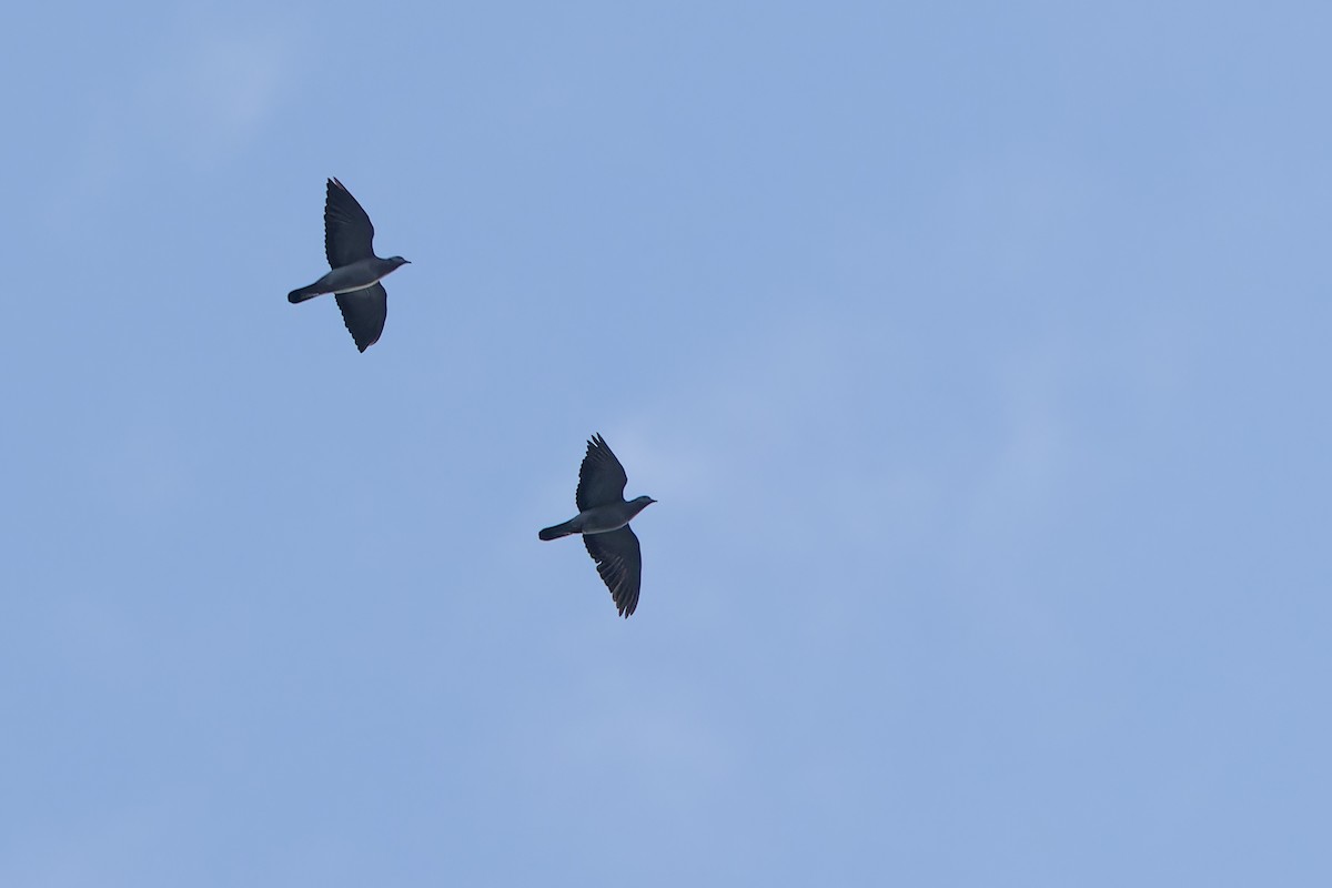 Stock Dove - ML643988849