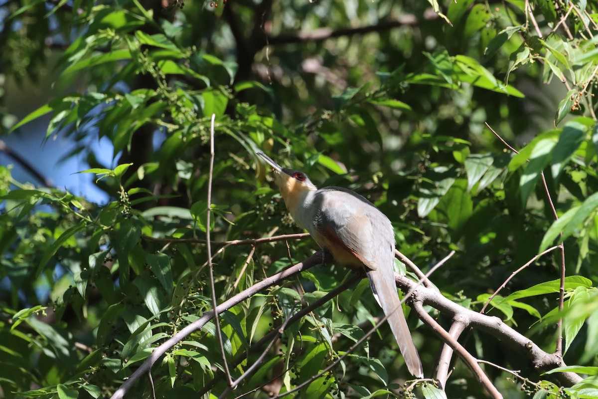Hispaniolan Lizard-Cuckoo - ML643988854