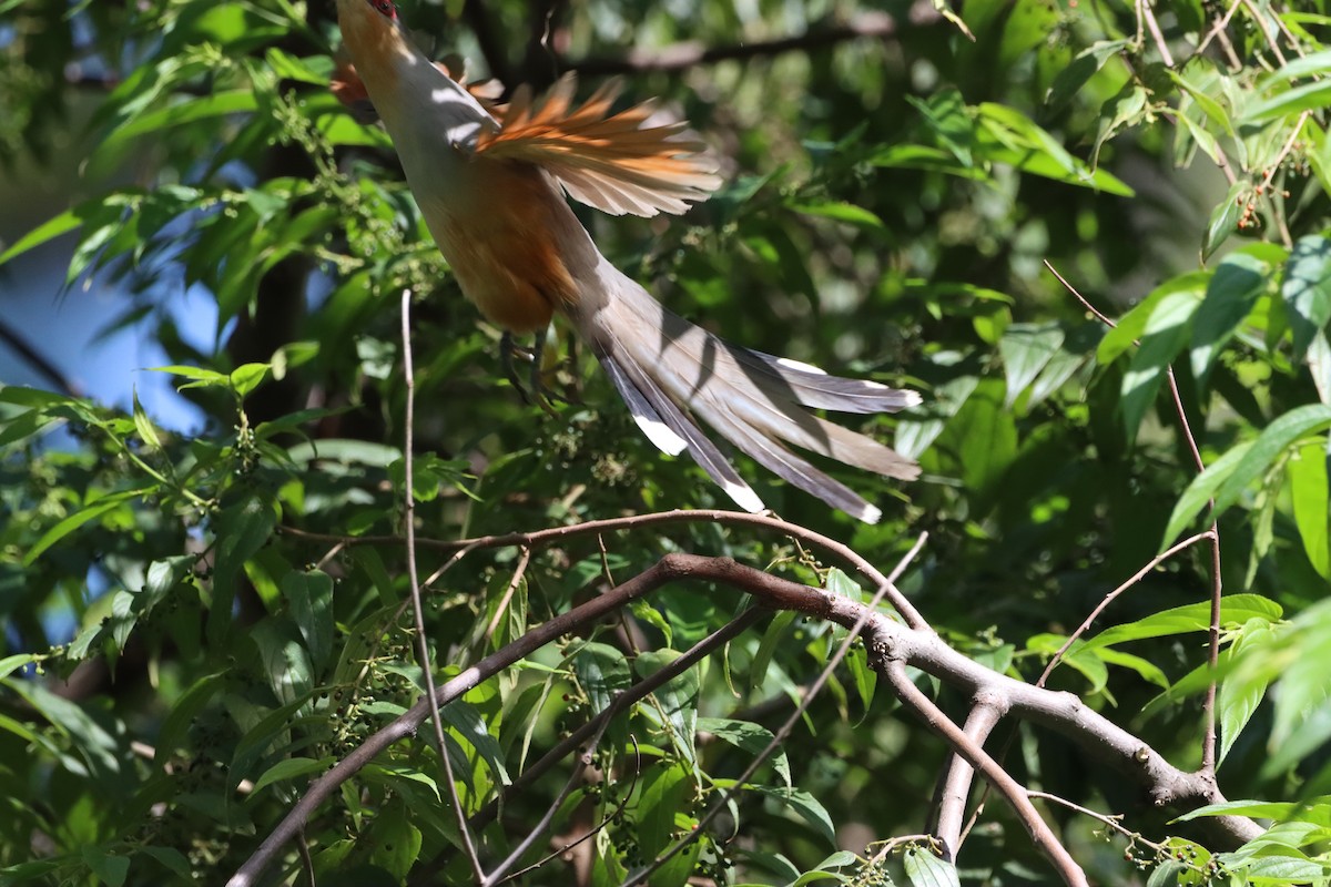 Hispaniolan Lizard-Cuckoo - ML643988855