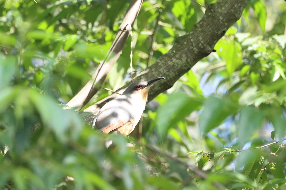 Hispaniolan Lizard-Cuckoo - ML643988856