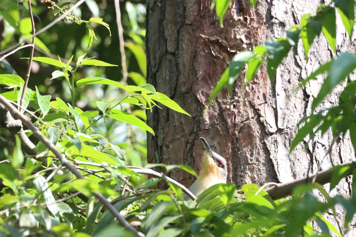 Hispaniolan Lizard-Cuckoo - ML643988857