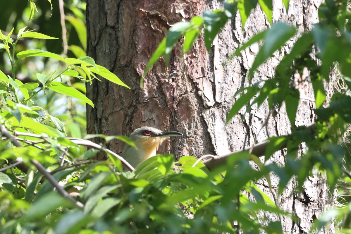 Hispaniolan Lizard-Cuckoo - ML643988858