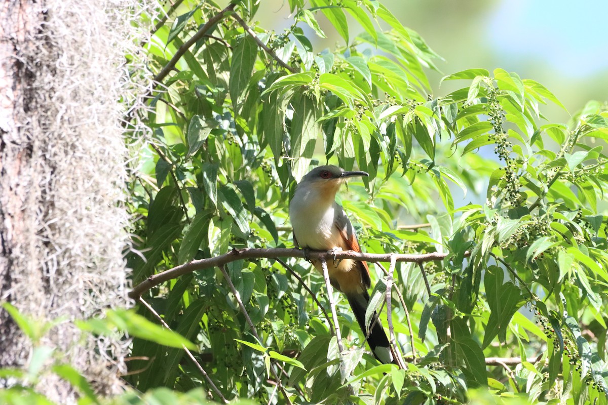 Hispaniolan Lizard-Cuckoo - ML643988859