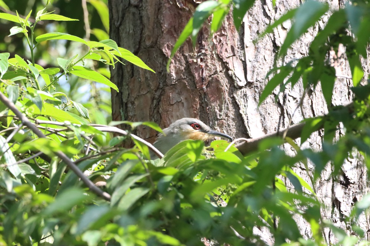 Hispaniolan Lizard-Cuckoo - ML643988860