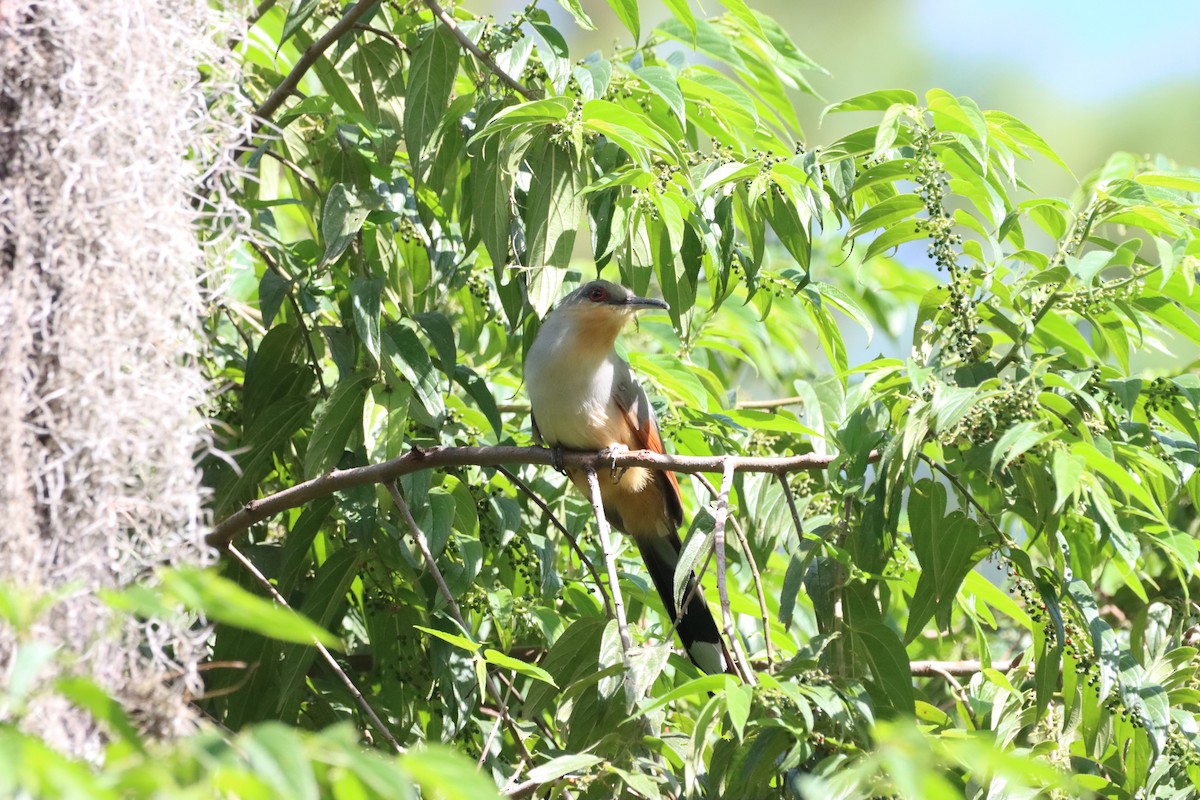 Hispaniolan Lizard-Cuckoo - ML643988861