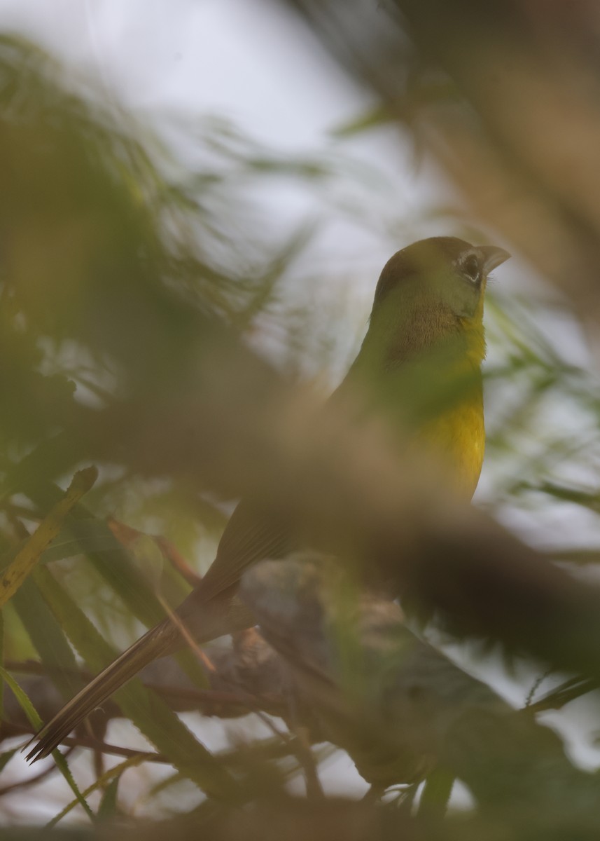 Ictérie polyglotte - ML643988870