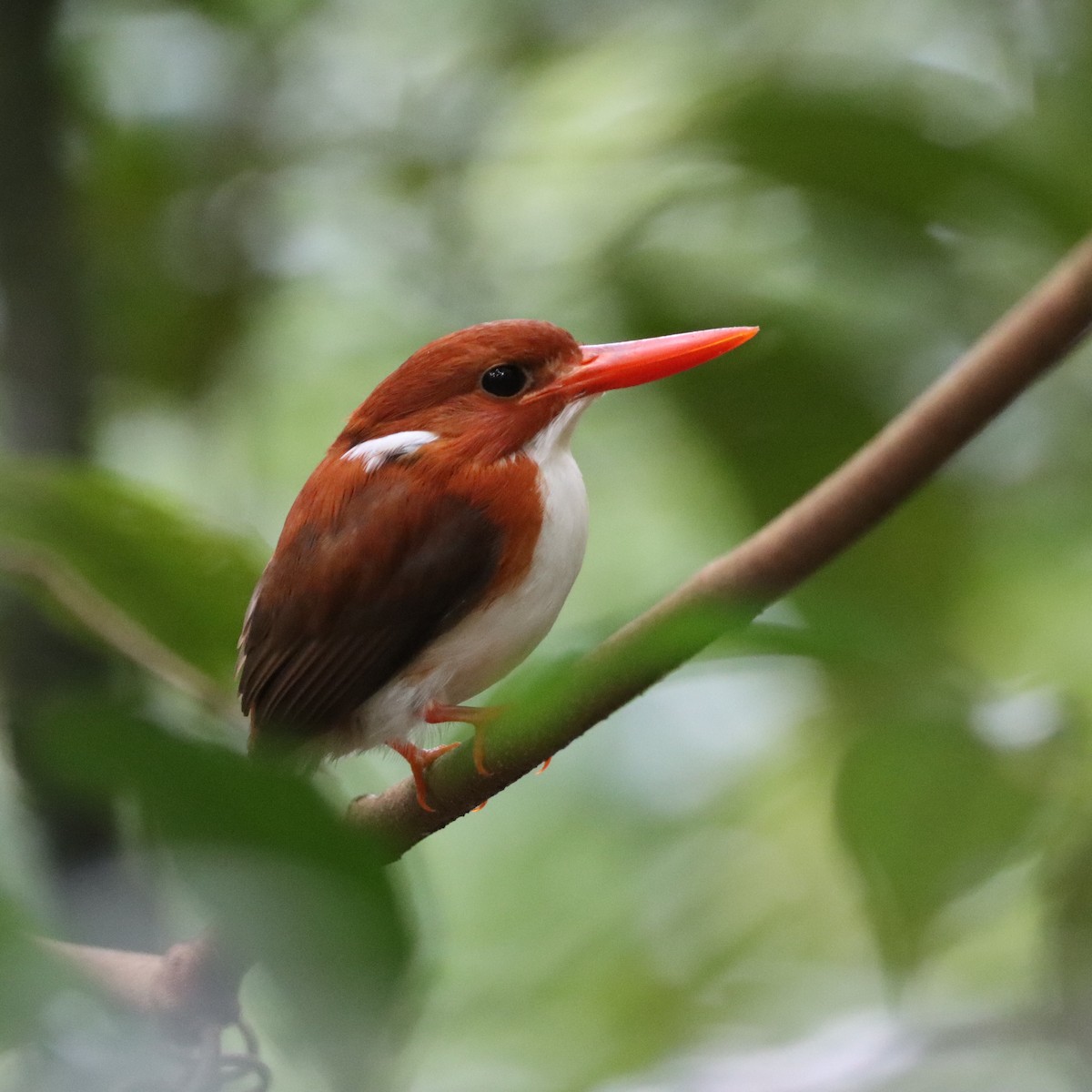 gasserisfugl - ML643988872