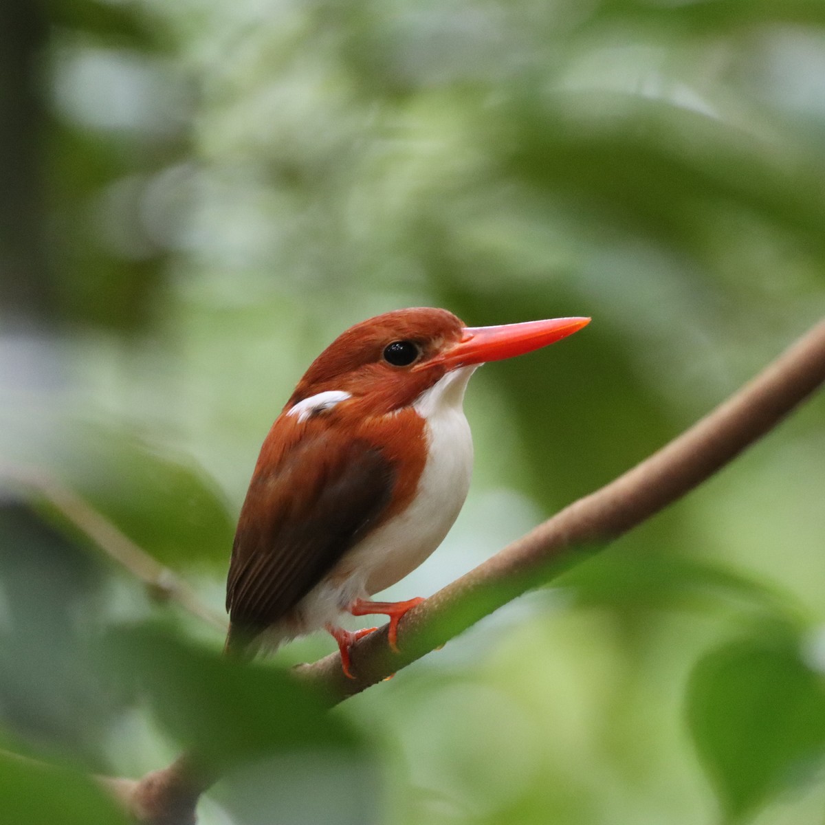 gasserisfugl - ML643988875