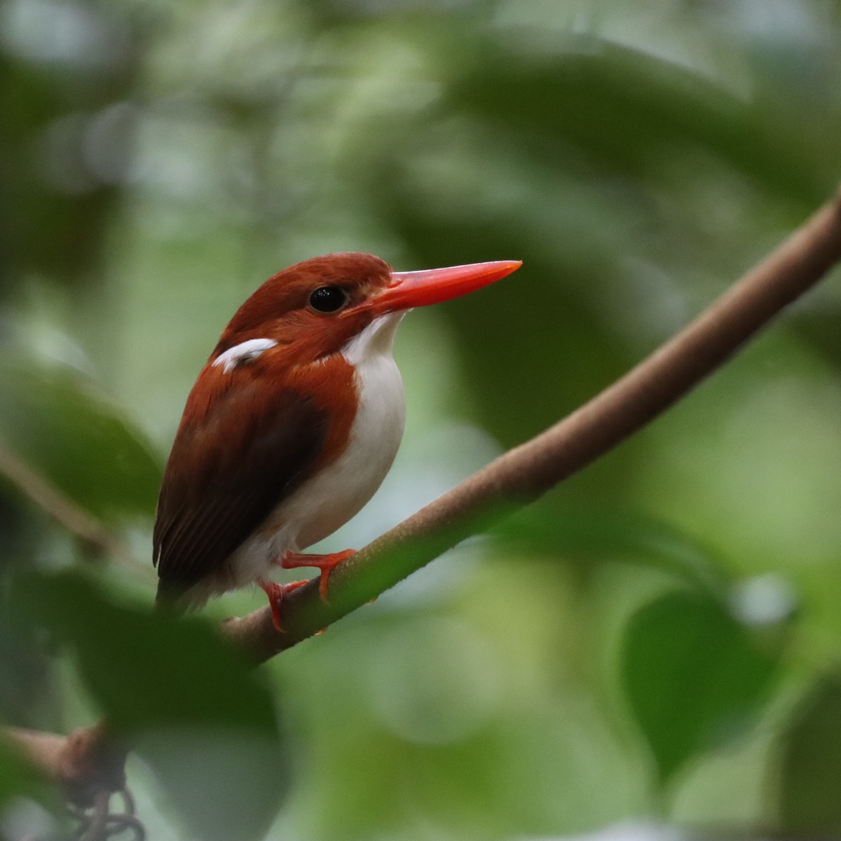 gasserisfugl - ML643988879