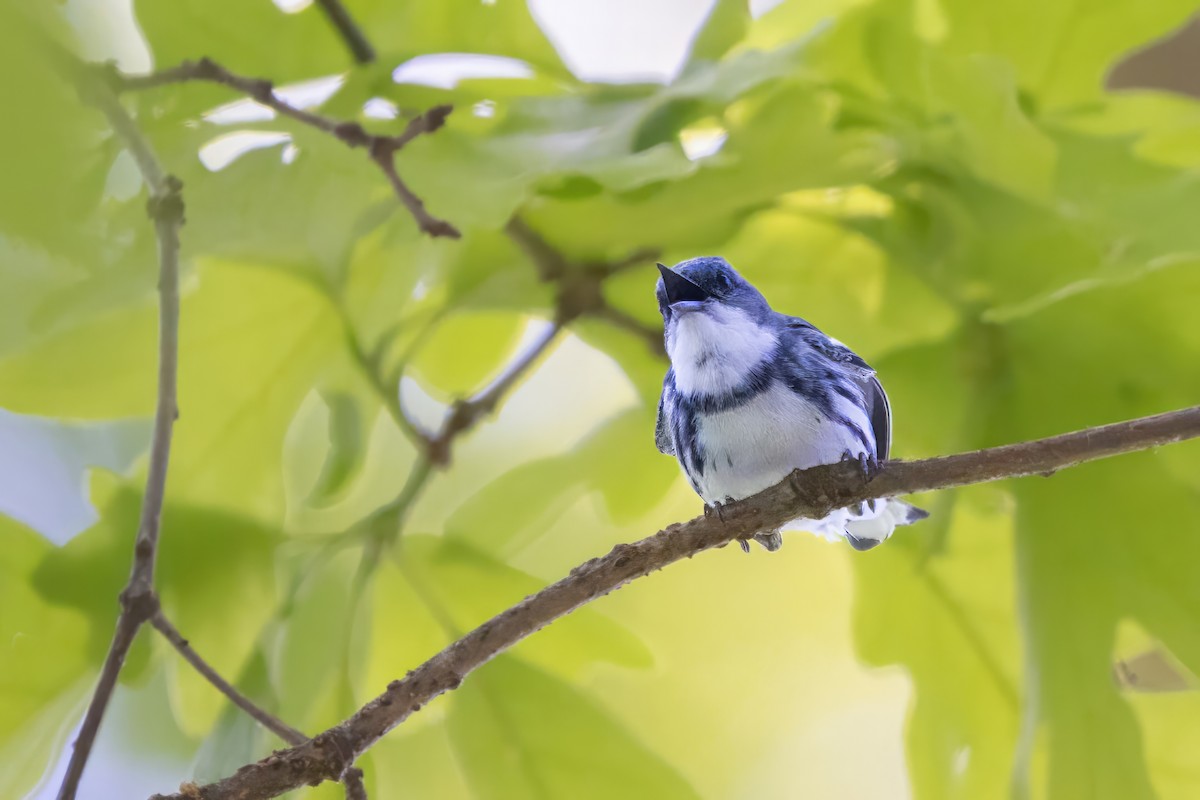 Cerulean Warbler - ML643988881