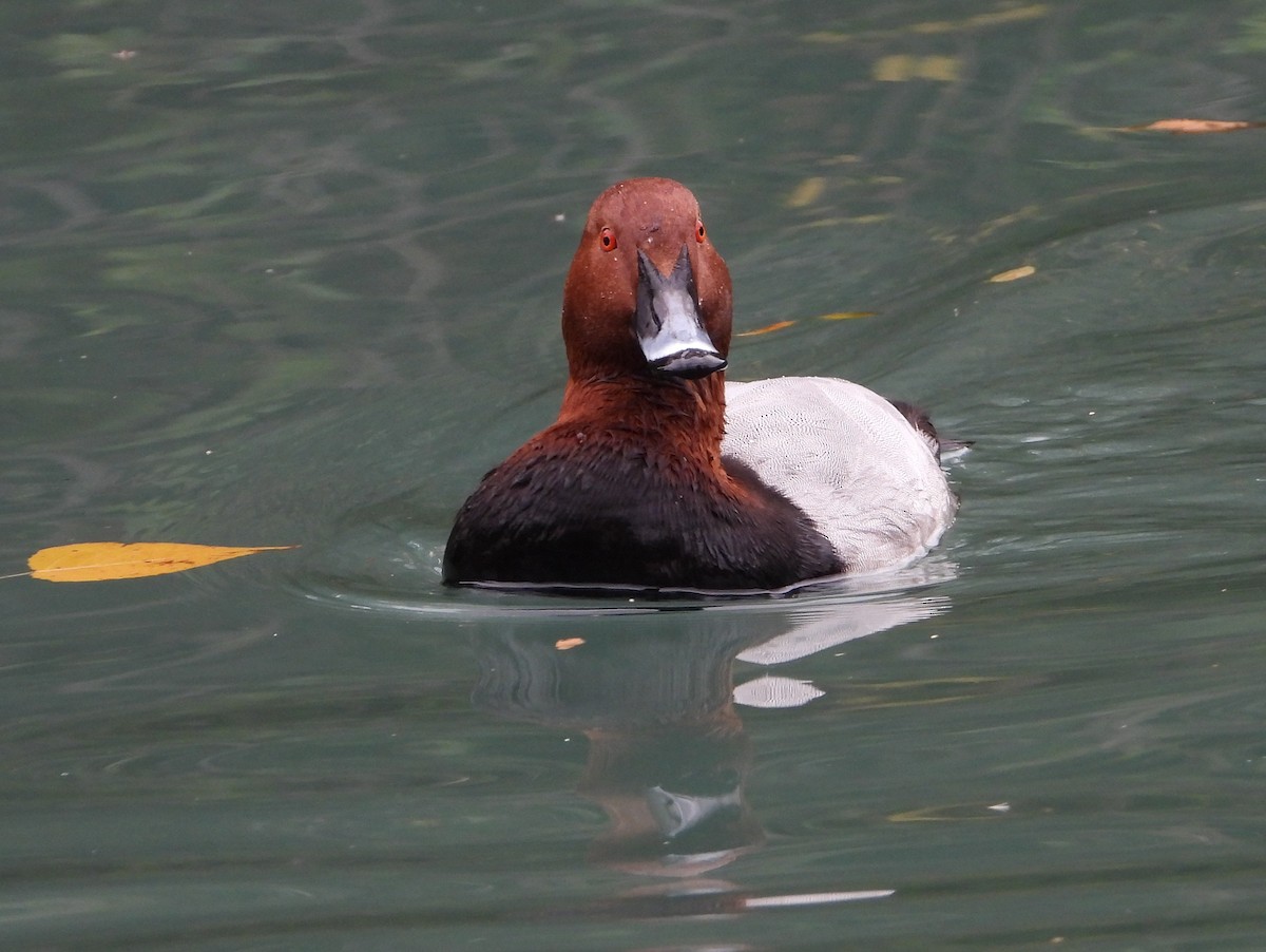 Common Pochard - ML643988896