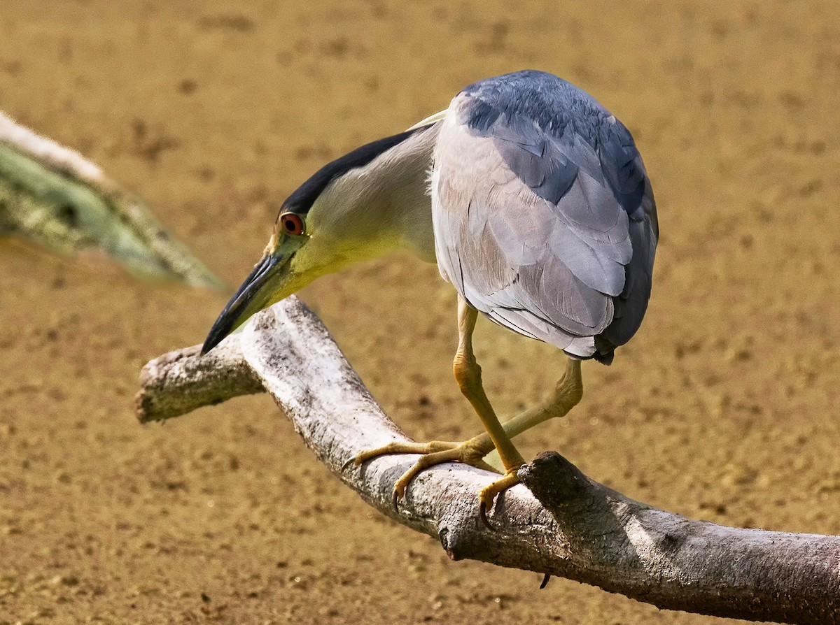 Black-crowned Night Heron - ML643988906
