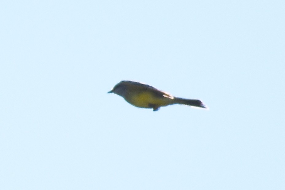 Western Kingbird - ML643988934