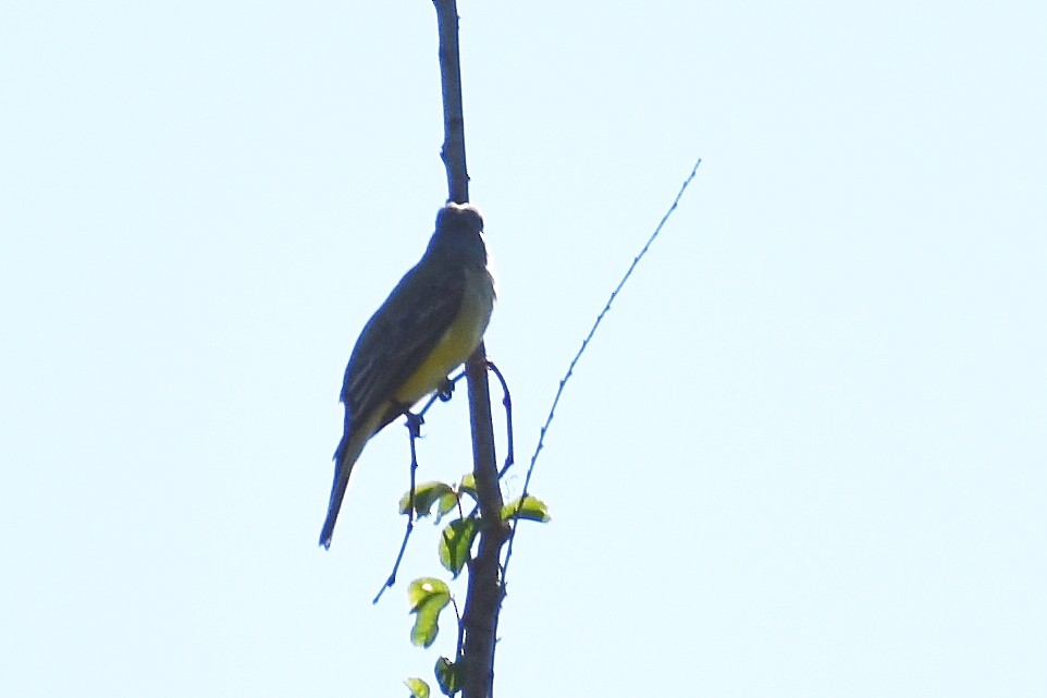 Western Kingbird - ML643988935
