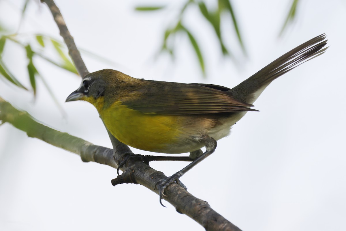 Ictérie polyglotte - ML643988963