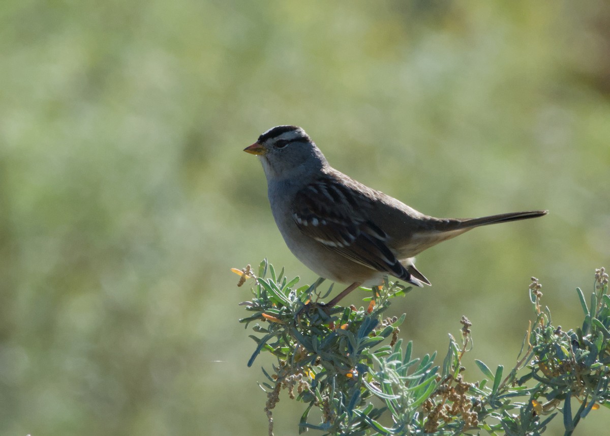 White-crowned Sparrow - ML643988965