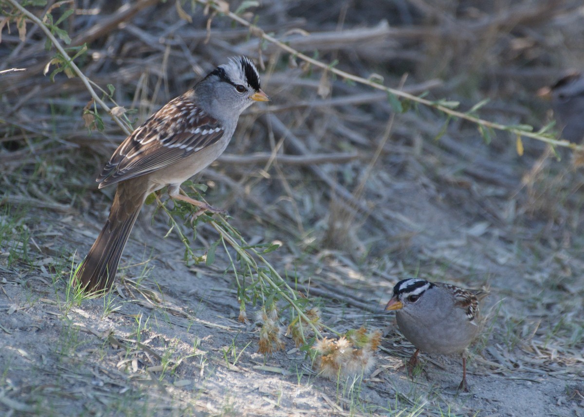 White-crowned Sparrow - ML643988966