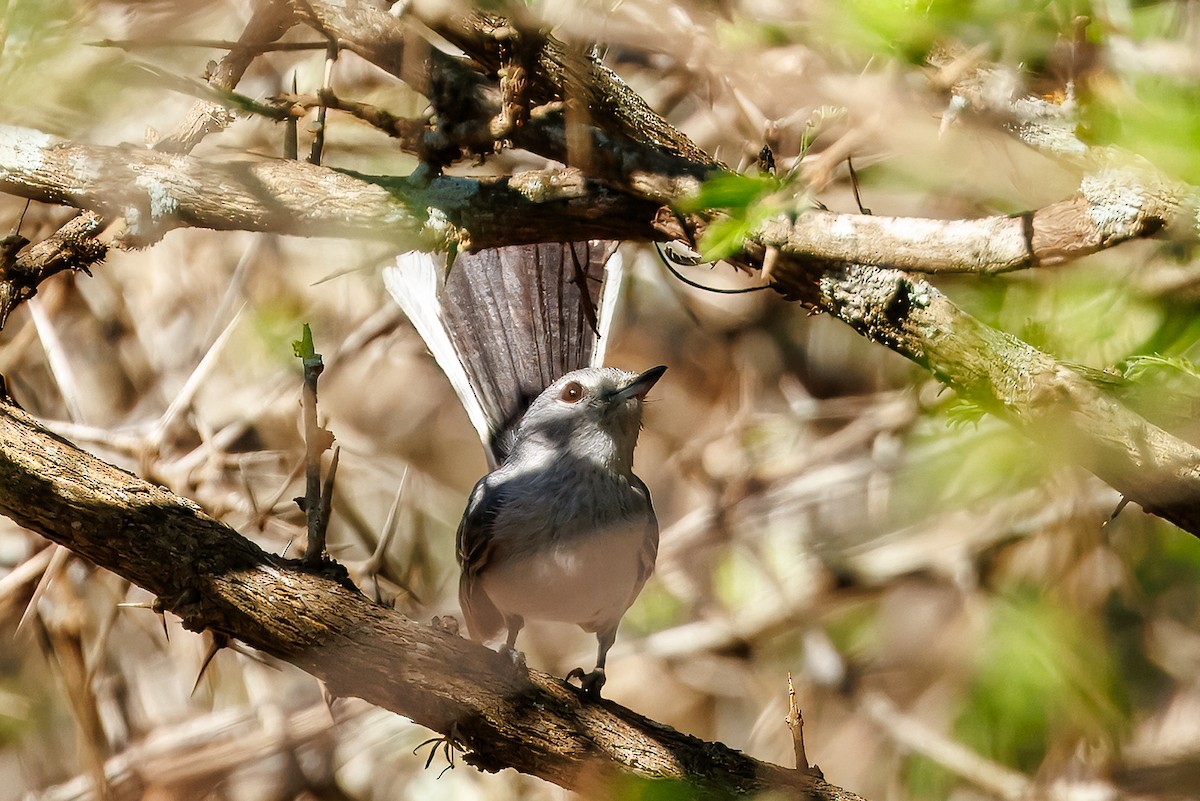 Gray Tit-Flycatcher - ML643988971